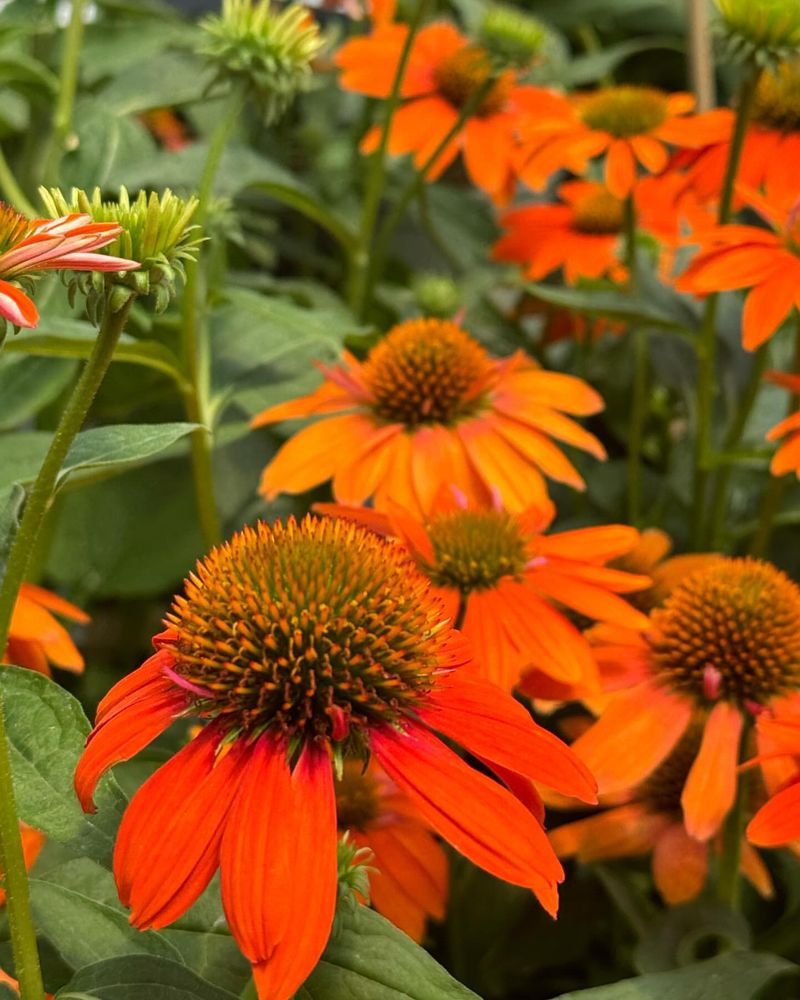 Orange Coneflower
