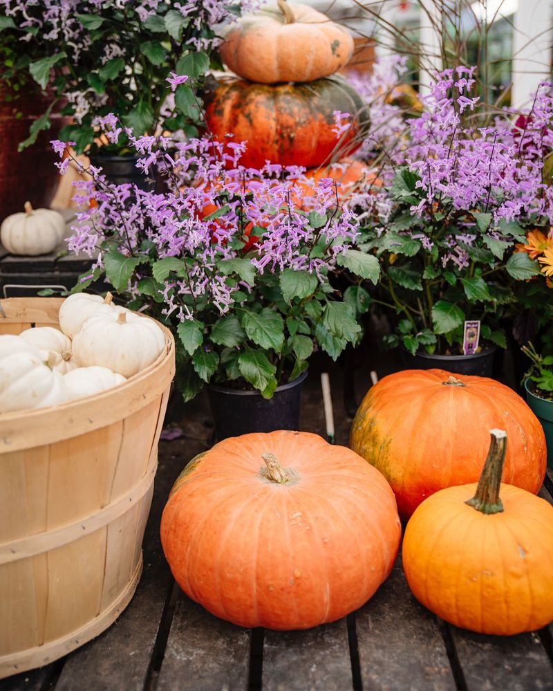 Surround Pumpkins With Protective Plants