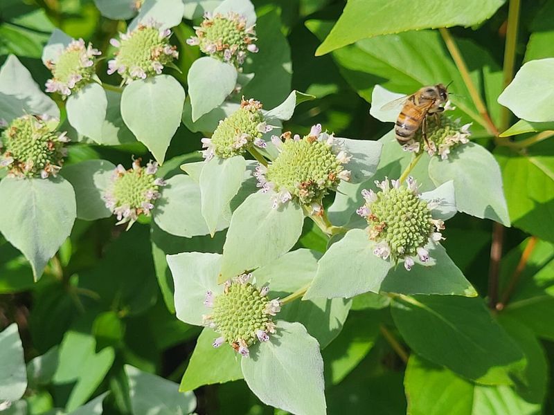 Late Summer Blooming Period