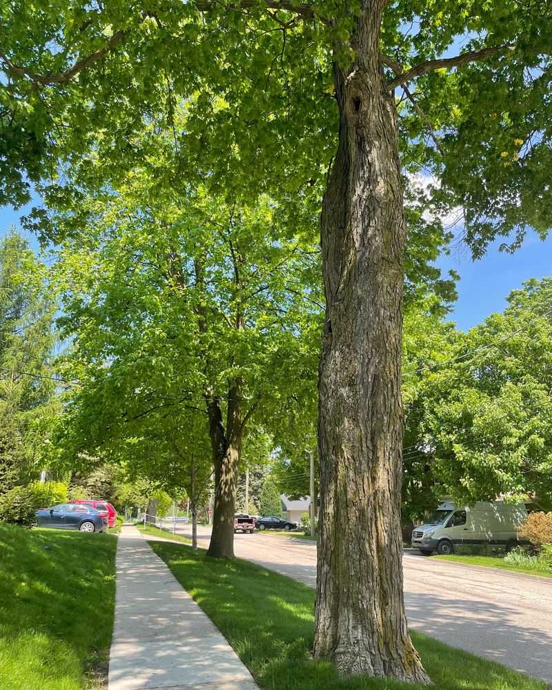 Mature Trees