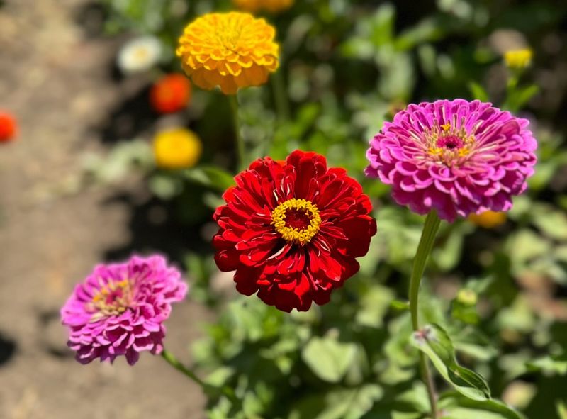 Summer's Explosive Color Collection