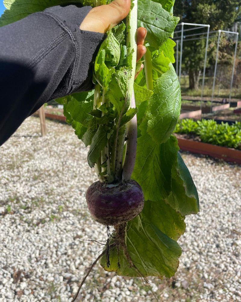 Turnips