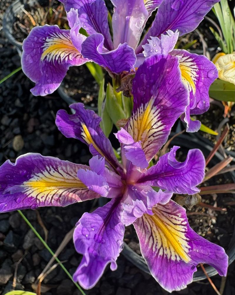 Pacific Coast Iris