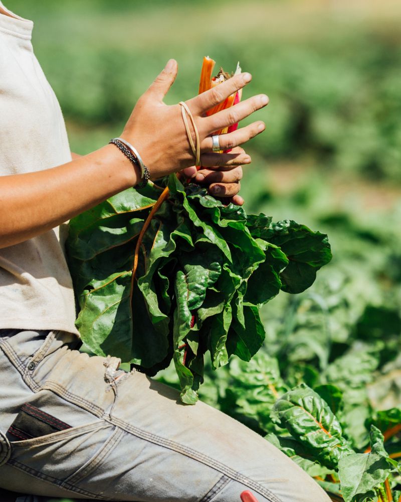 Leafy Greens Supporting Year-Round Eating
