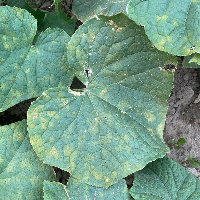 Cucumber Plants With Downy Mildew