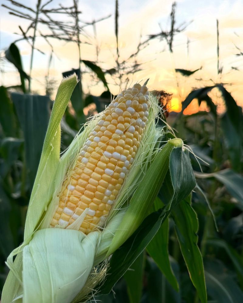 Corn