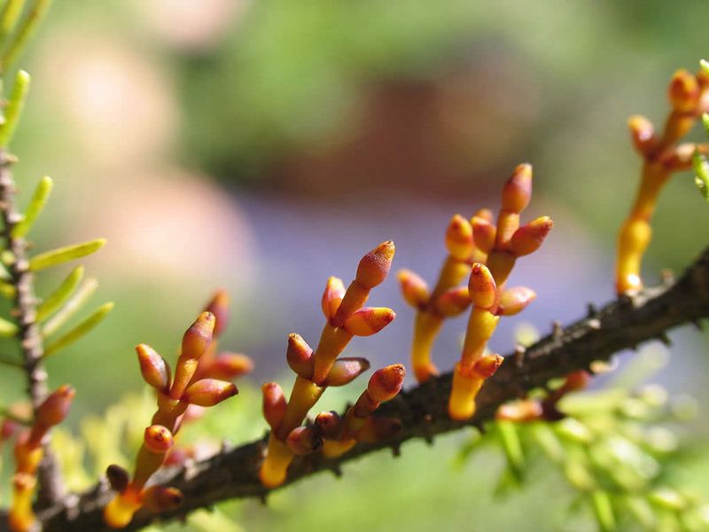 Dwarf Mistletoe (Arceuthobium pusillum)