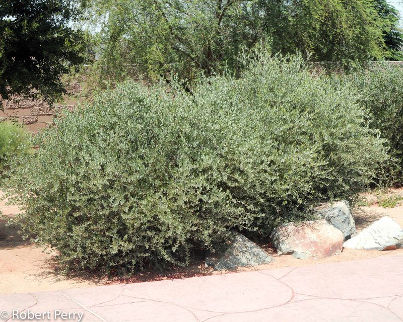Border Property Lines With Jojoba And Brittlebush