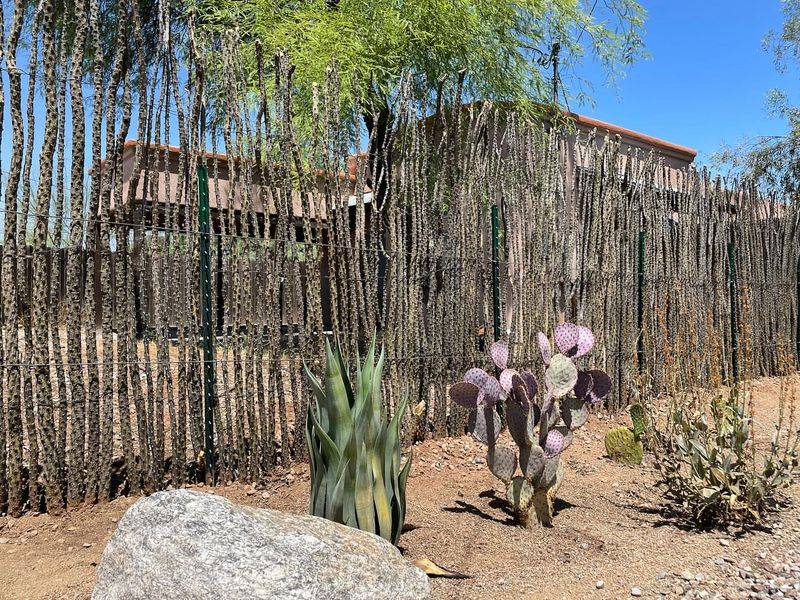 Ocotillo Living Fence