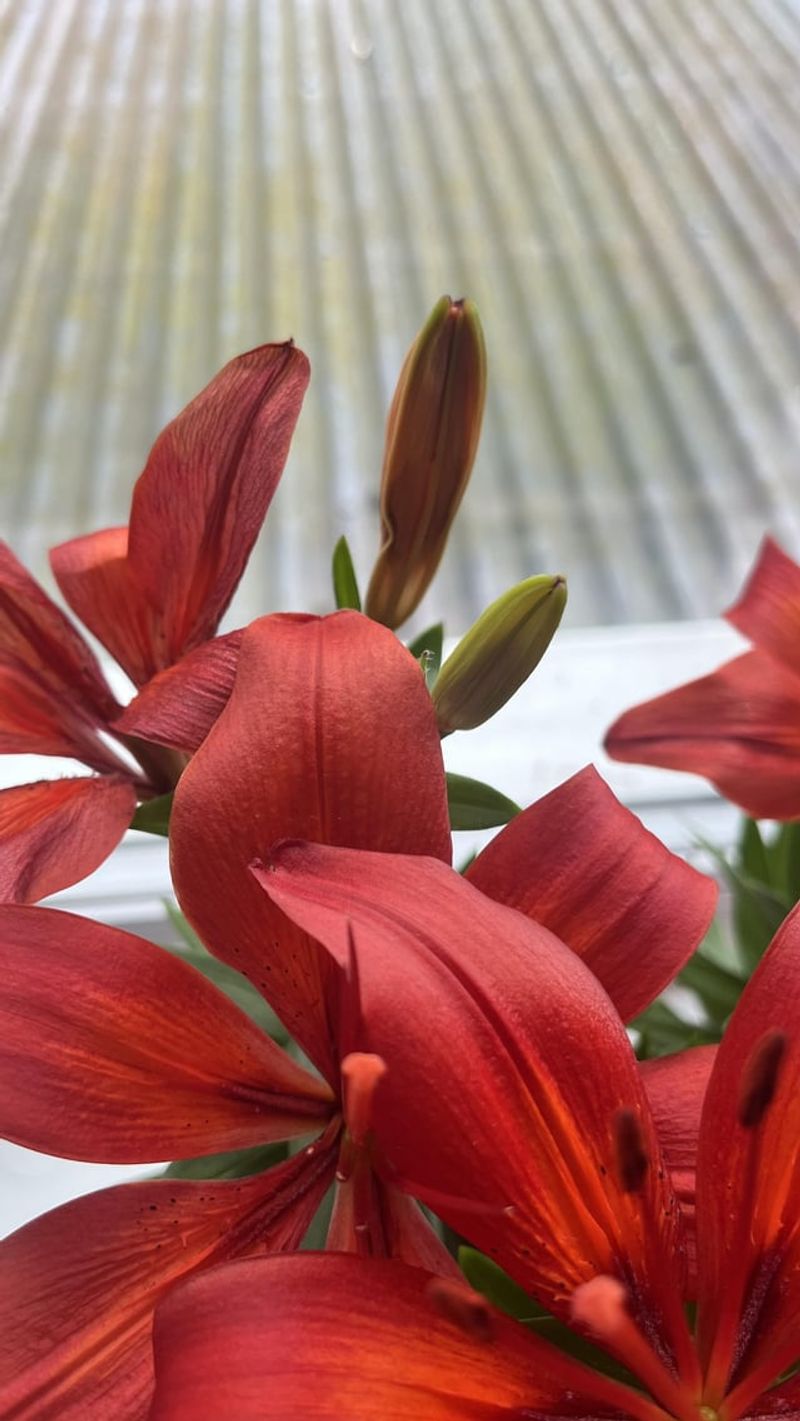 Remove Faded Flowers Promptly