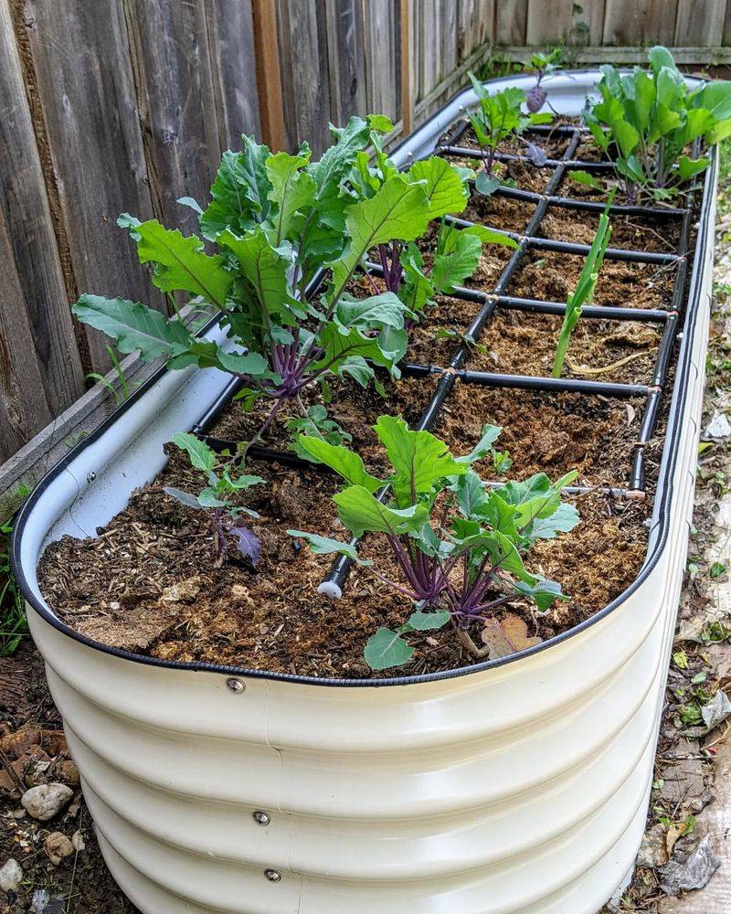 Digging Deeper For Root Vegetables