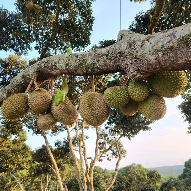 Durian