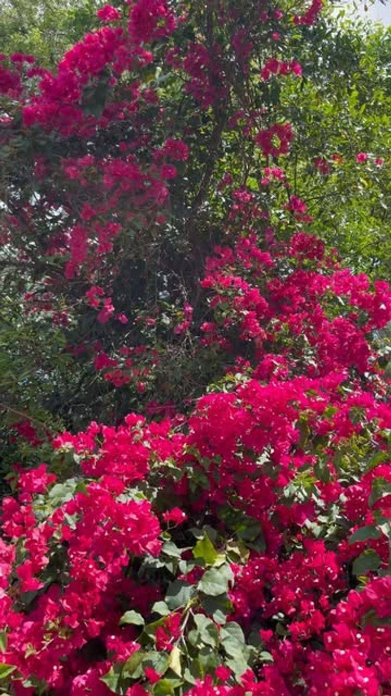 Bougainvillea