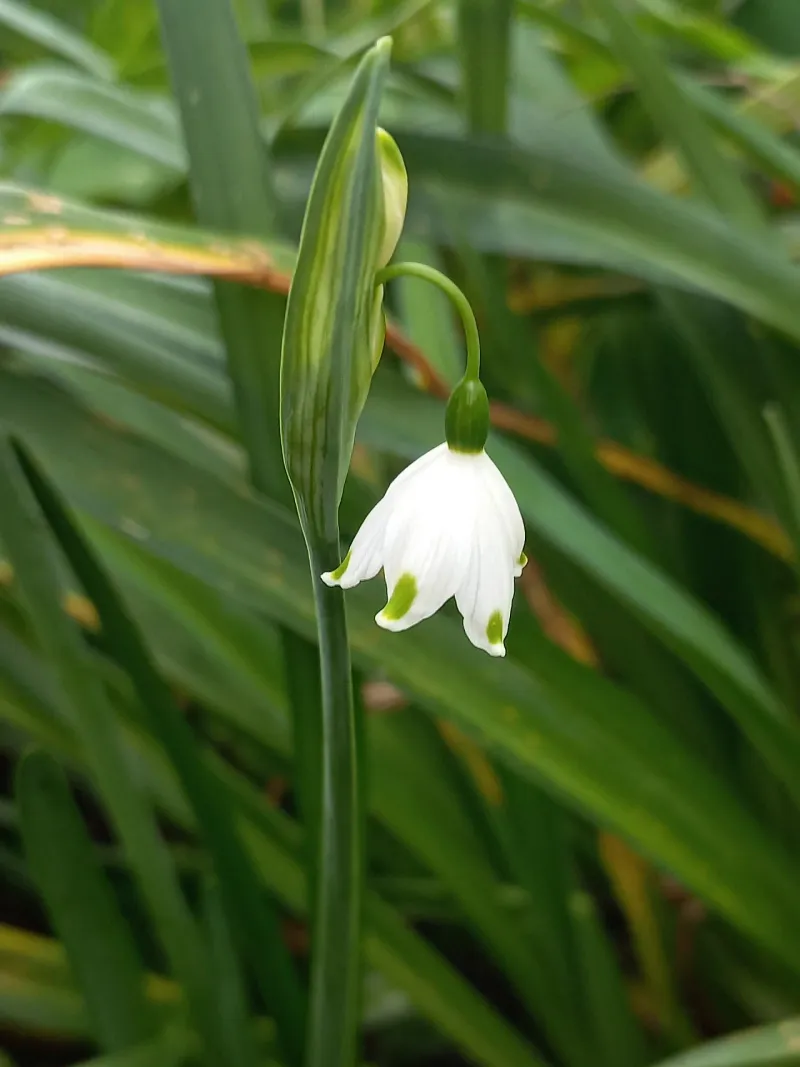 Leucojum: Snowflakes For Virginia's Moist Areas