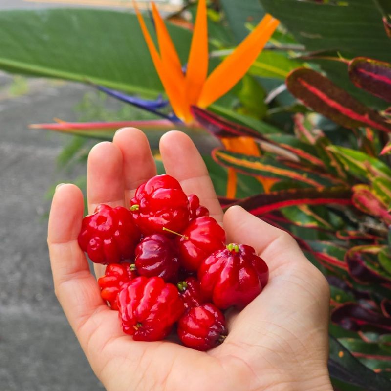 Surinam Cherry: Compact And Productive