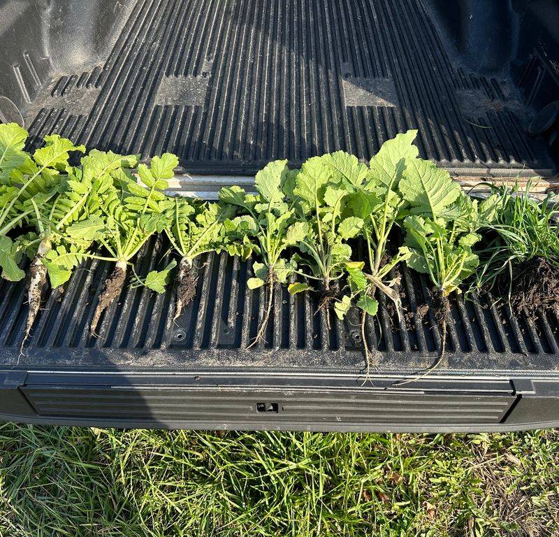 Grow Cover Crops During Off-Seasons