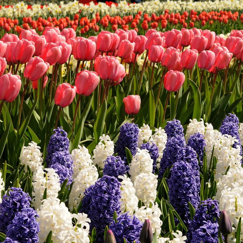 Plant Spring Bulbs