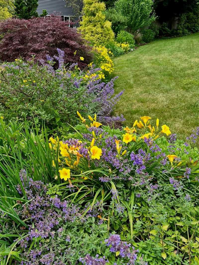 Divide Overcrowded Perennials