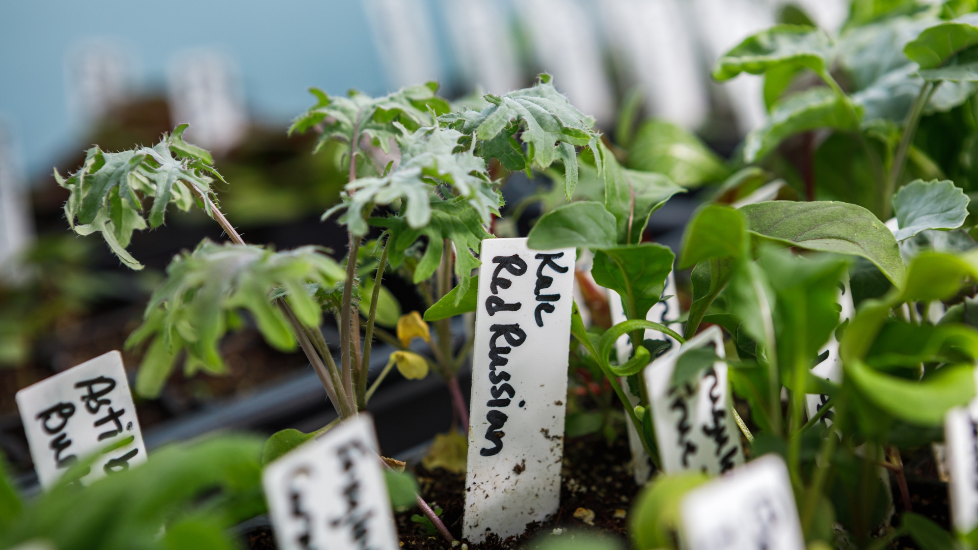 Start These 16 Seeds Indoors This Week In Ohio For A Fall Garden