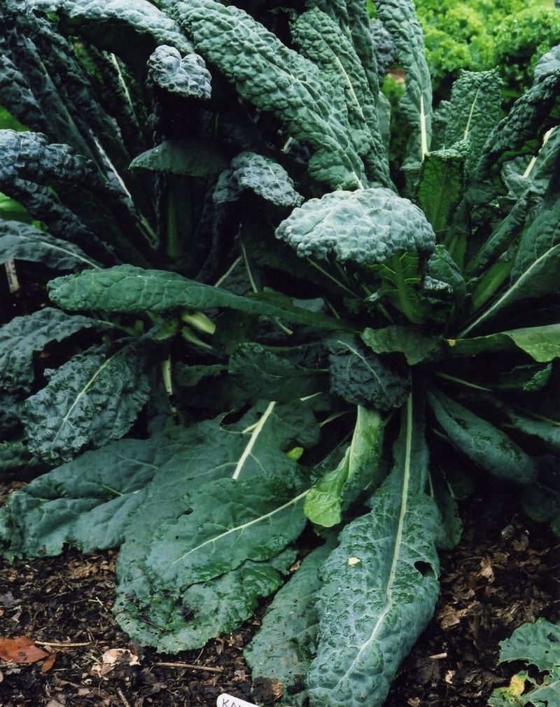 Kale