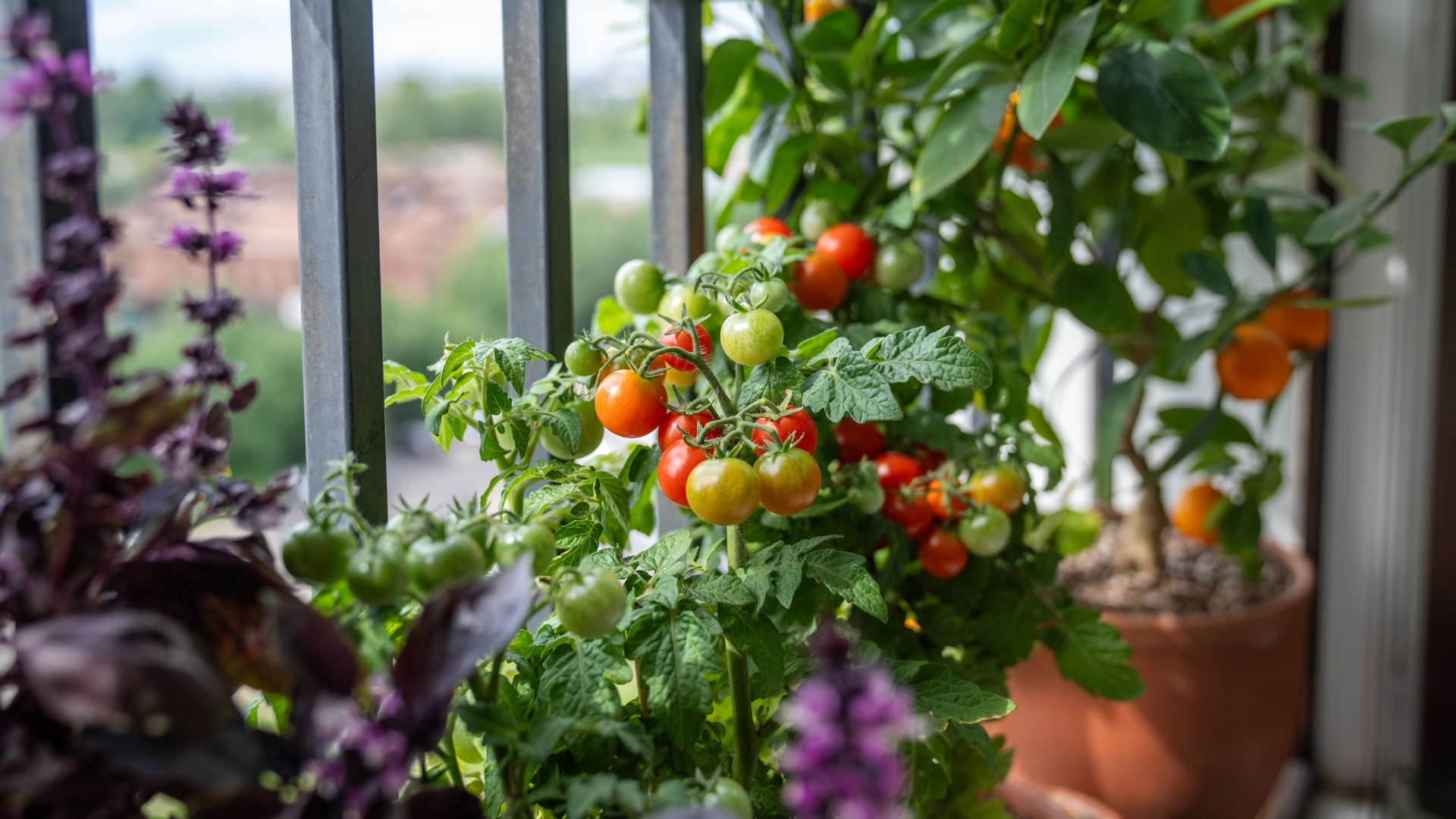 Start These Crops Indoors Now In Idaho For A Winter Harvest