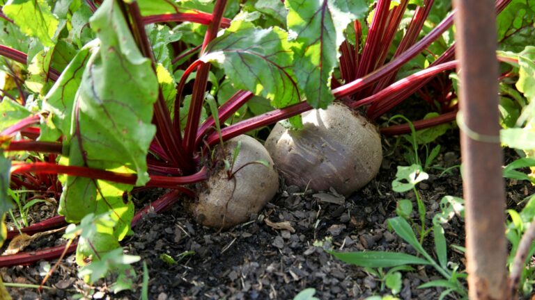 beets