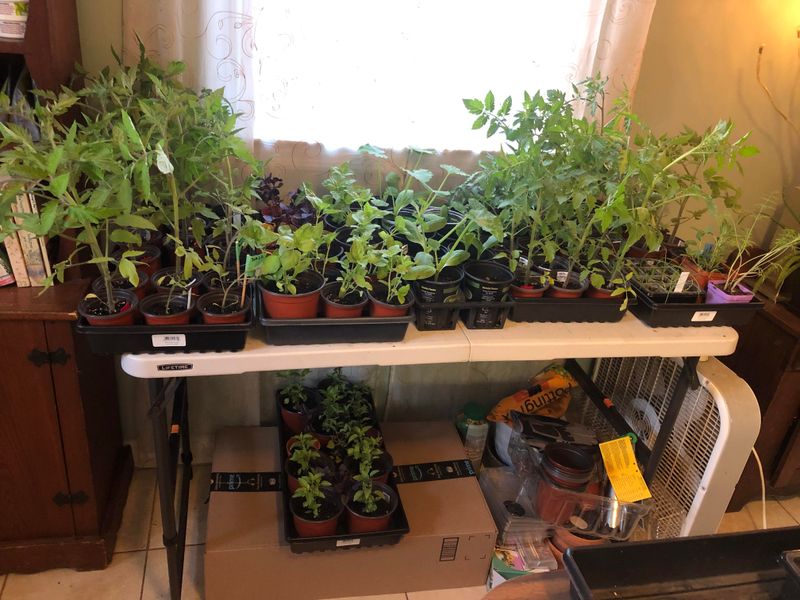 Create A DIY Seed Starting Station