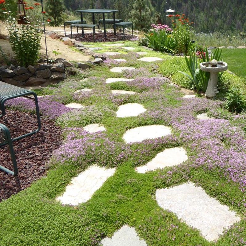 Create A Thyme Pathway Through Your Garden