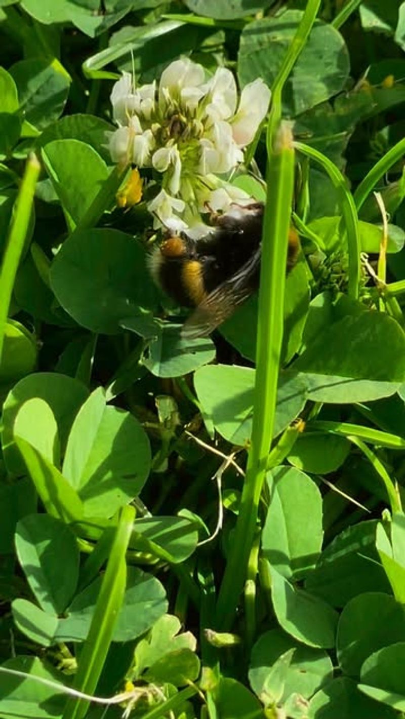 Pollinators Love The Tiny Flowers
