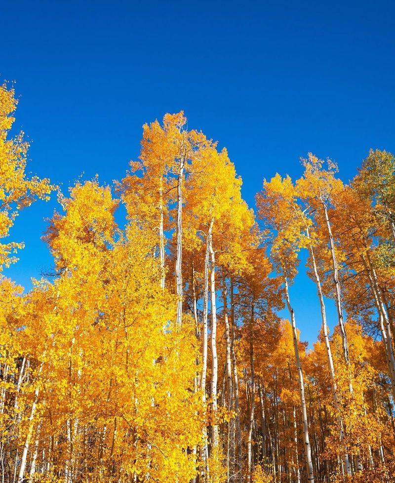 Vail