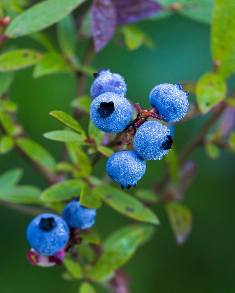 Highbush Blueberry