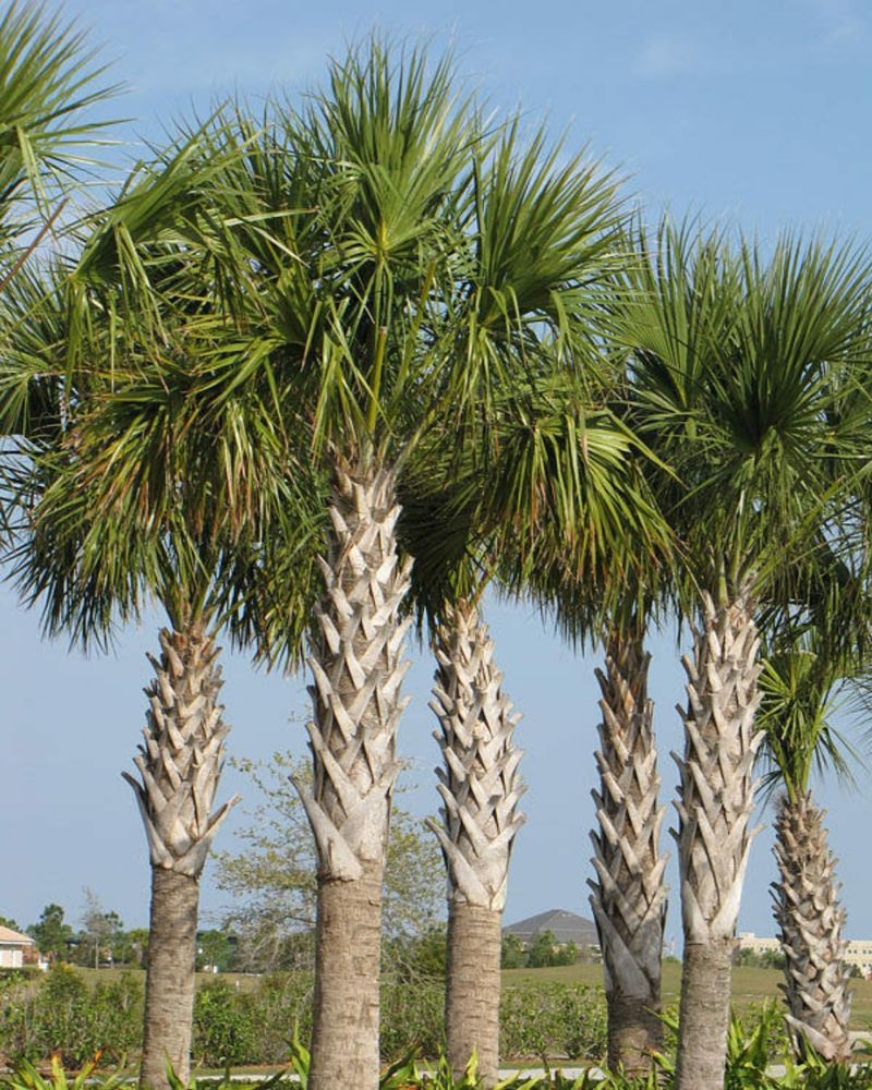 Horseshoe Beach: Cabbage Palm Crabbers' Enclave