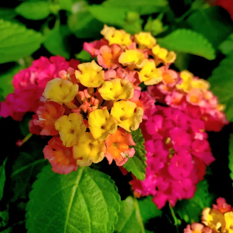 Lantana