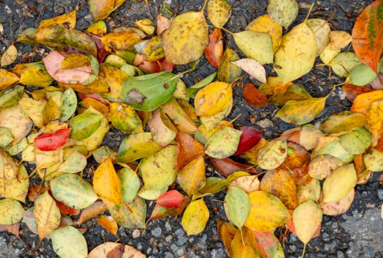 fallen leaves