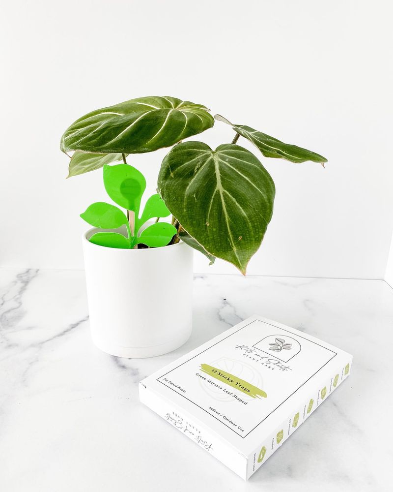 Proper Quarantine Procedures For New Plants