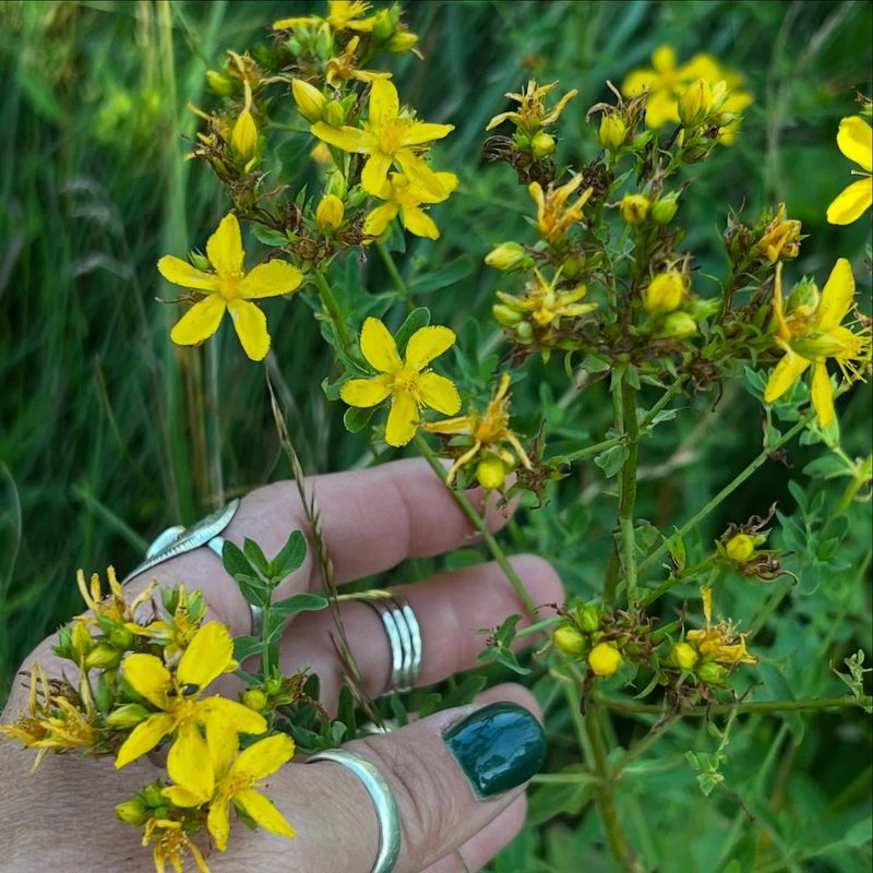 Burdock: Root Of Sustenance