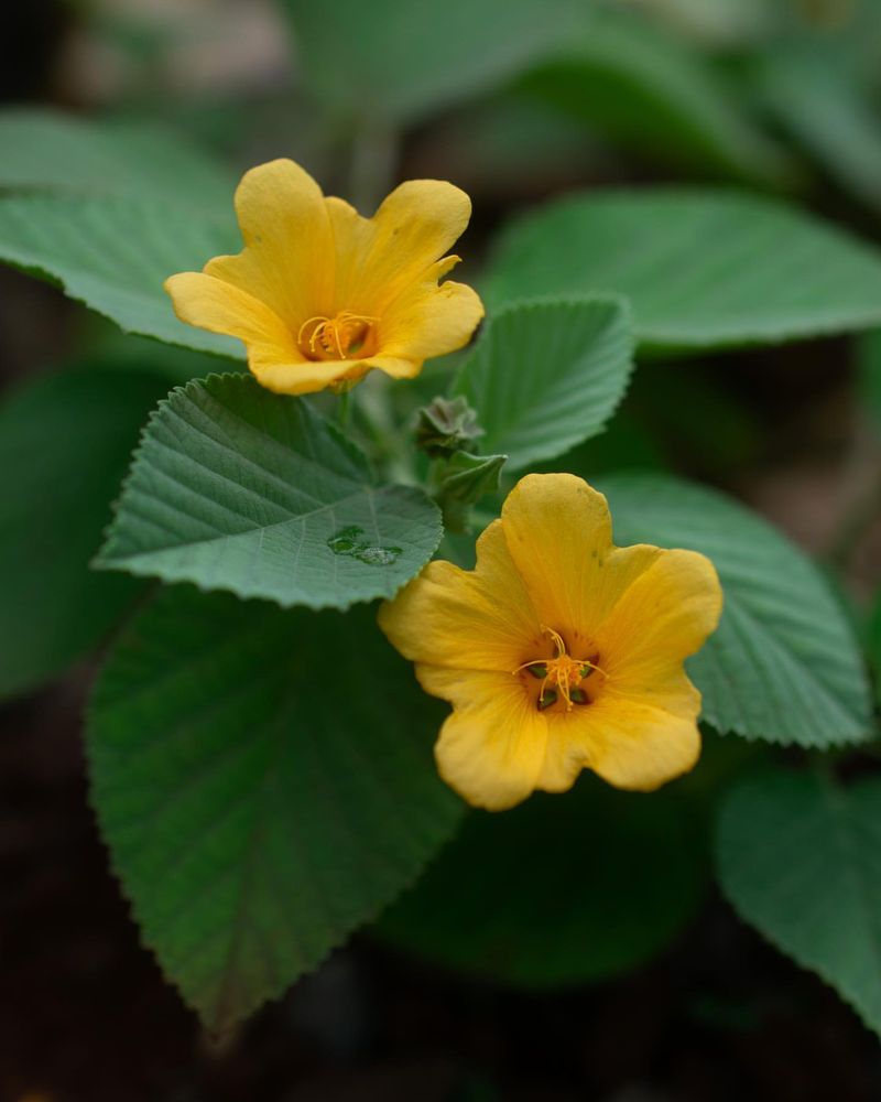 Native Plant Integration (Shizen)