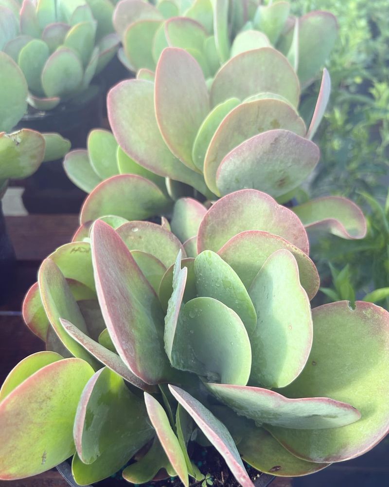 Paddle Plant (Kalanchoe thyrsiflora)