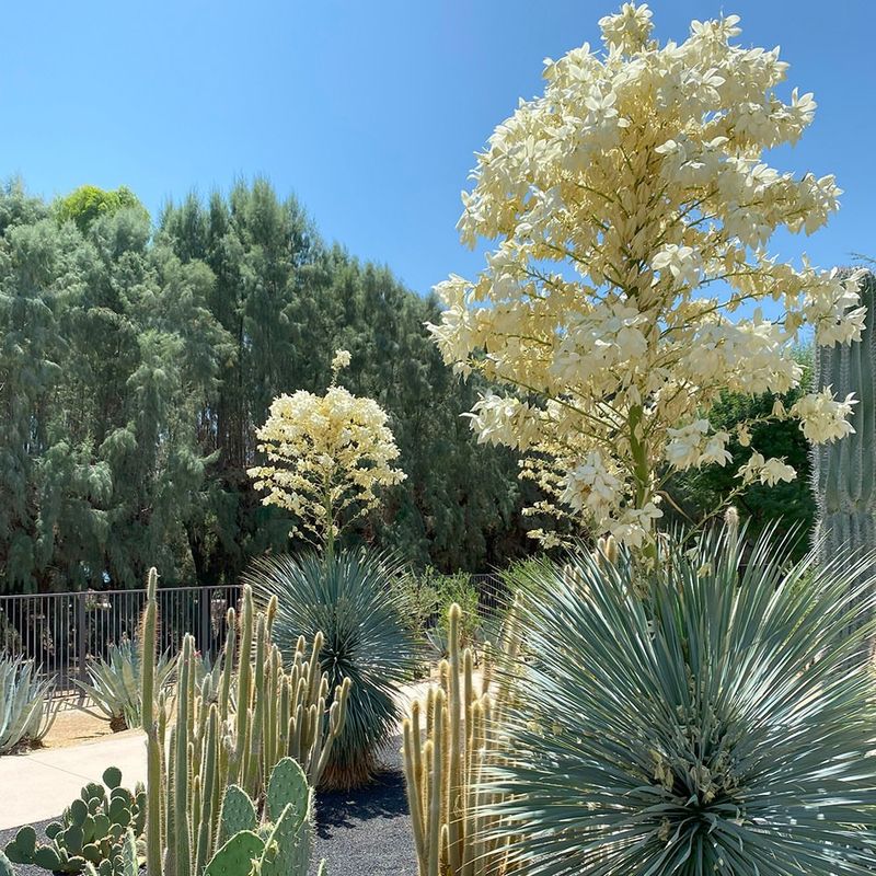 Yucca