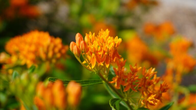 butterfly weed