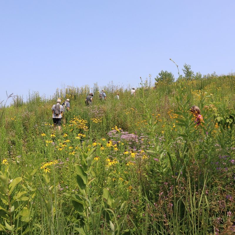Native Prairie Grasses
