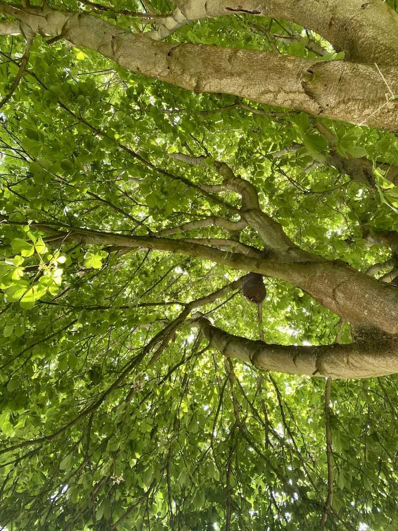 Overcrowded Canopy Concerns