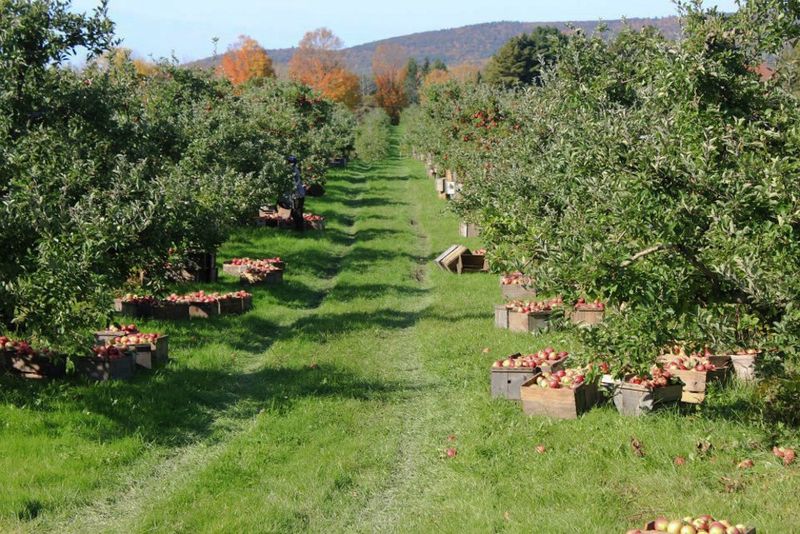 Autumn Magic In Lenox, Massachusetts