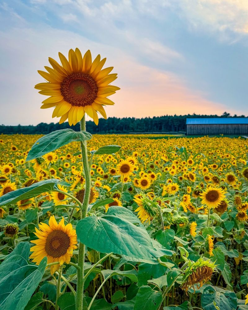 Shelburne's Lakeside Sunflower Fields
