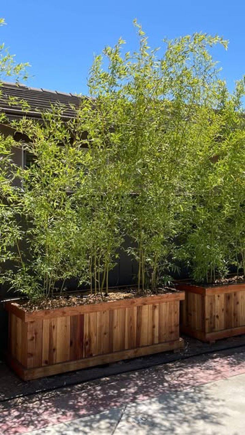 Bamboo In Containers