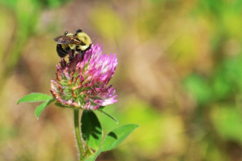 Pollinator Support System