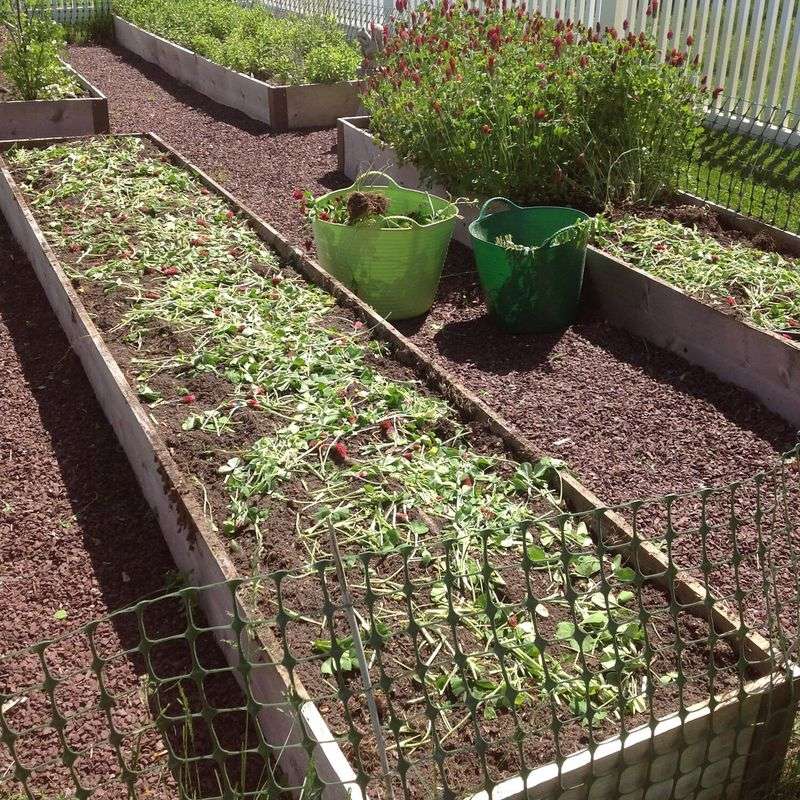 Early Spring Vegetable Planning