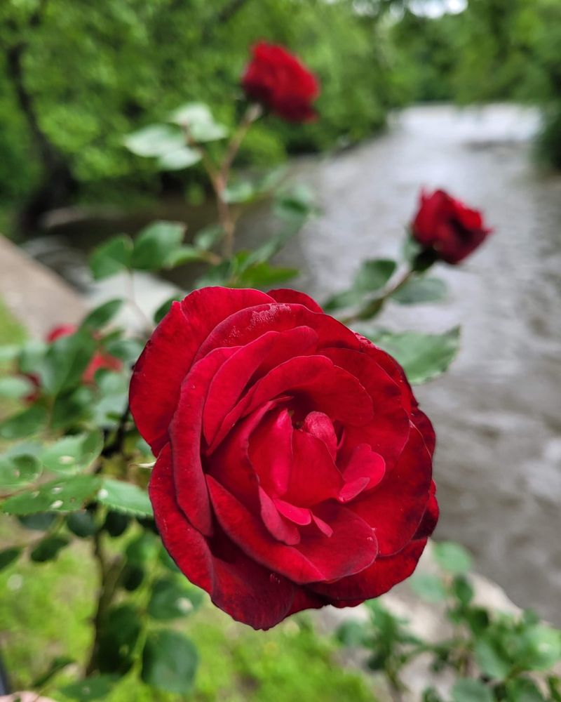 Rose Garden Preparation