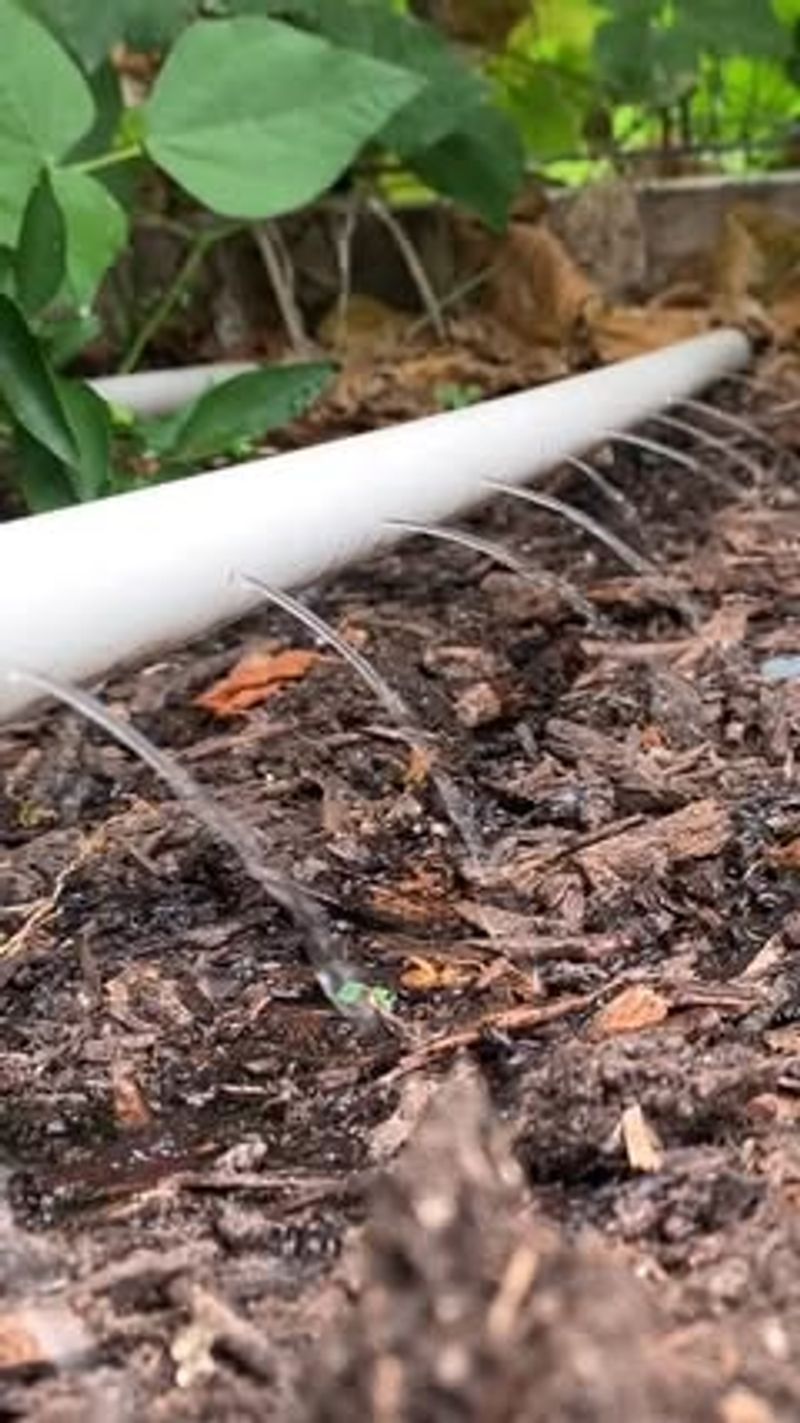 Water Timing Trick