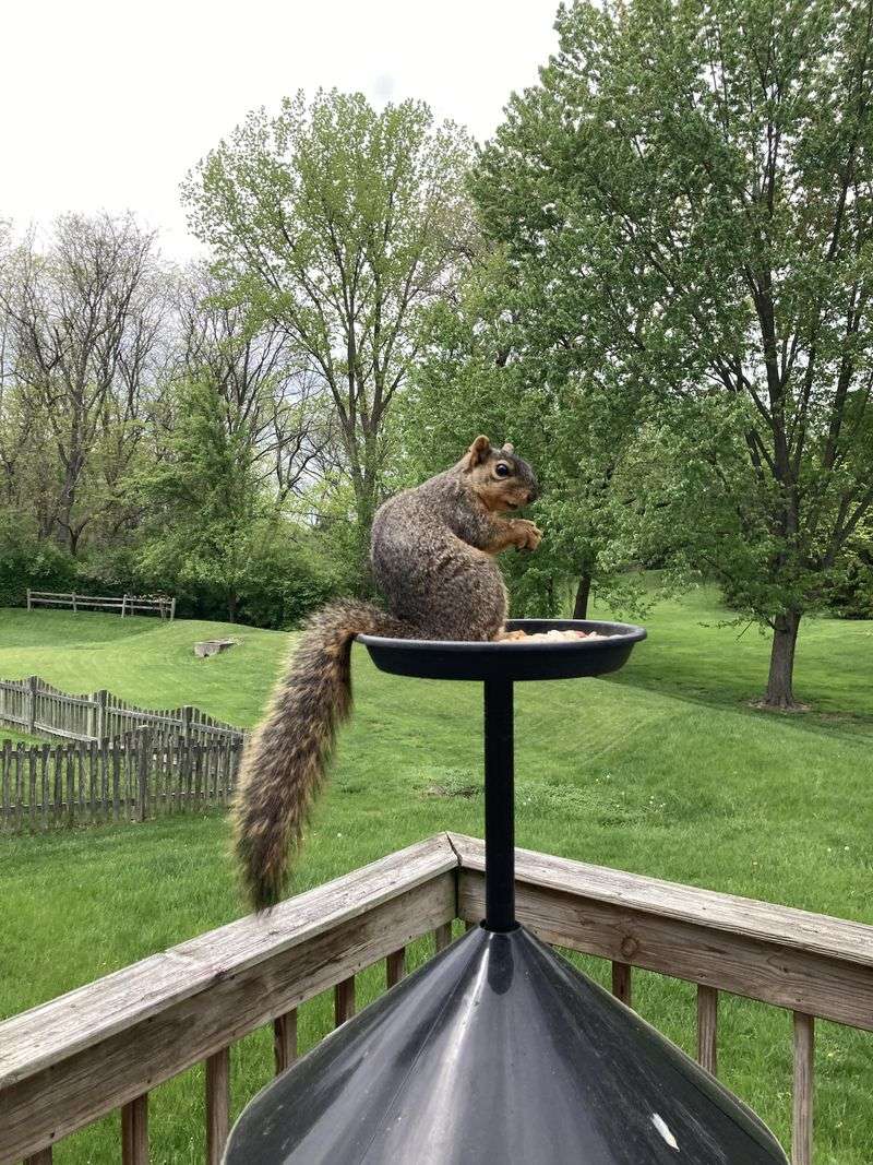Create Squirrel Distraction Stations